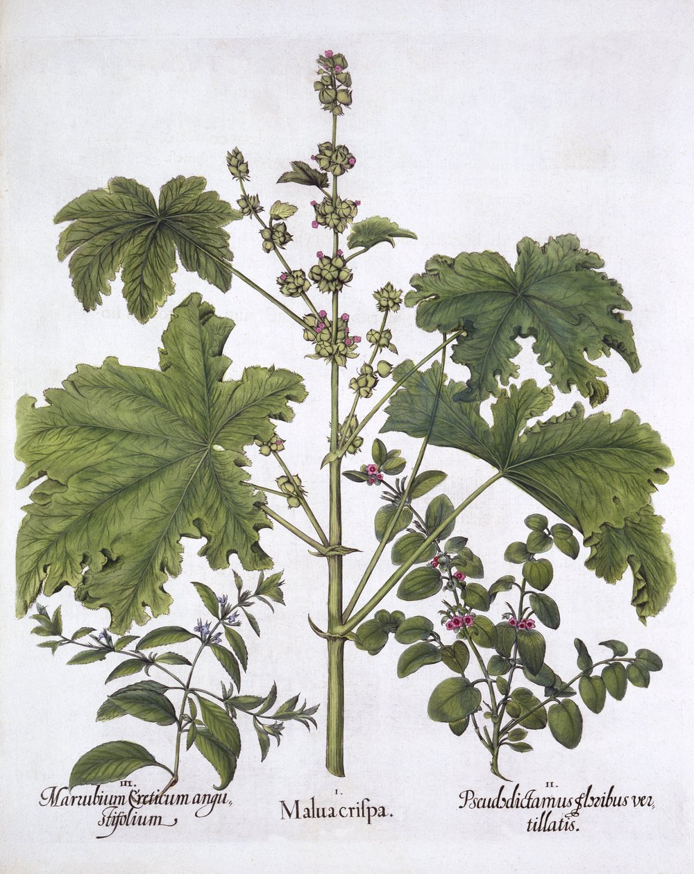 Malva rizada, ditania falsa, marrubio cretense, de Hortus Eystettensis, por Basil Besler, pub. 1613 de German School