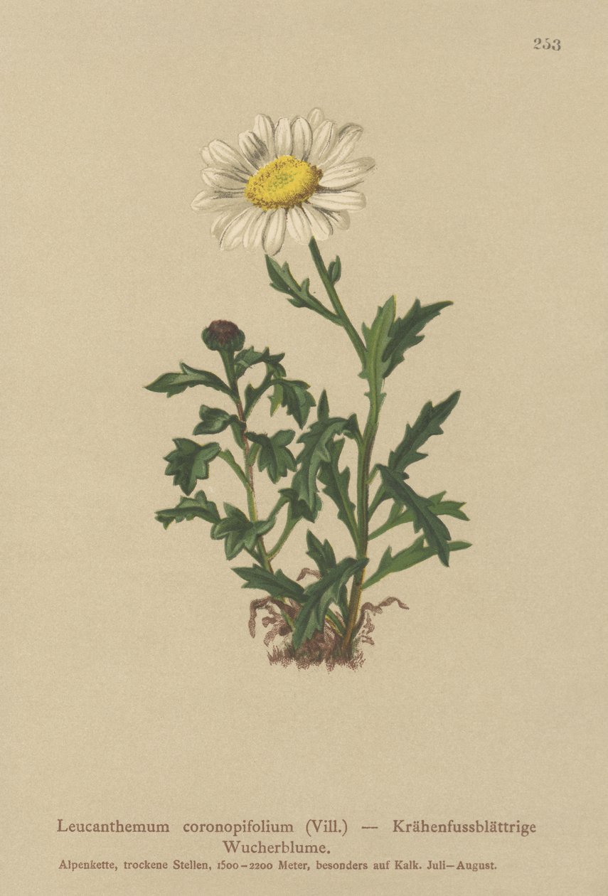 Margarita (Leucanthemum coronopifolium, Chrysanthemum coronopifolium, Chrysanthemum alpestre) de German School