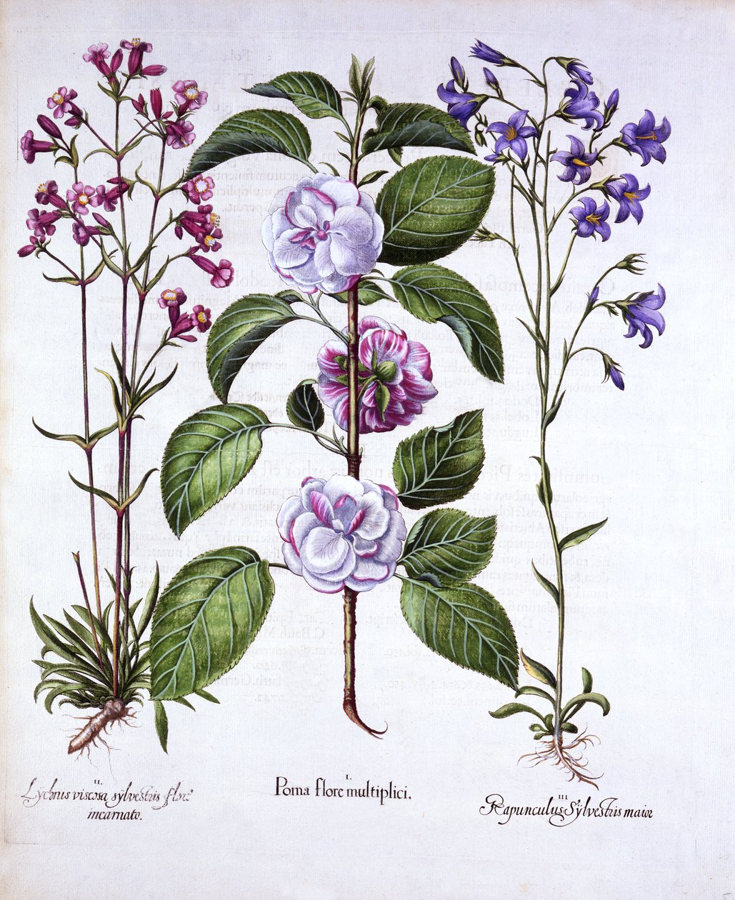 Manzano de Flores Dobles, Silene Alemán y Campanilla, de Hortus Eystettensis, por Basil Besler, pub. 1613 de German School
