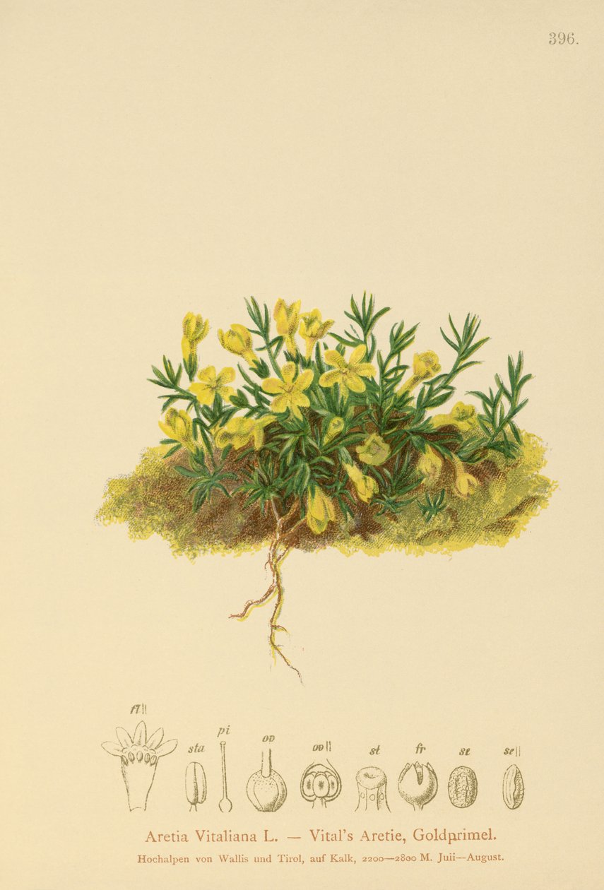 Primavera dorada (Primula vitaliana, Aretia Vitaliana, Vitaliana primuliflora) de German School
