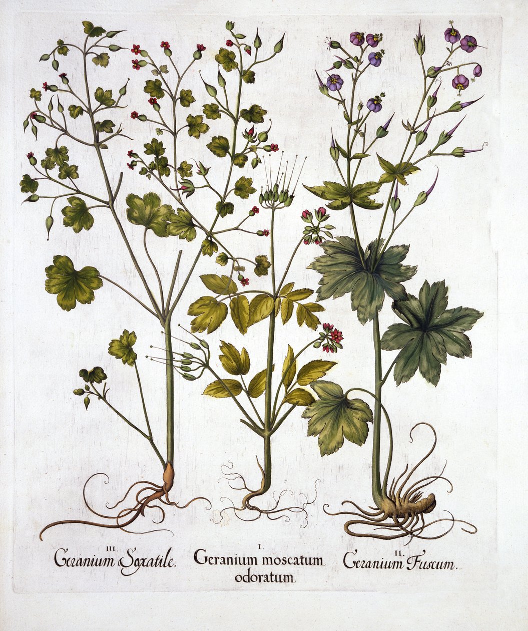 Geranios resistentes, de Hortus Eystettensis, por Basil Besler, pub. 1613 de German School