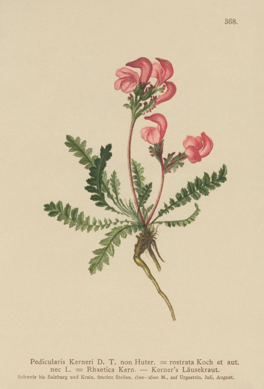 Pedicularis de Kerner (Pedicularis Kerneri, Rhaetica Kerneri, Pedicularis rostrata, Pedicularis Rhaetica) de German School