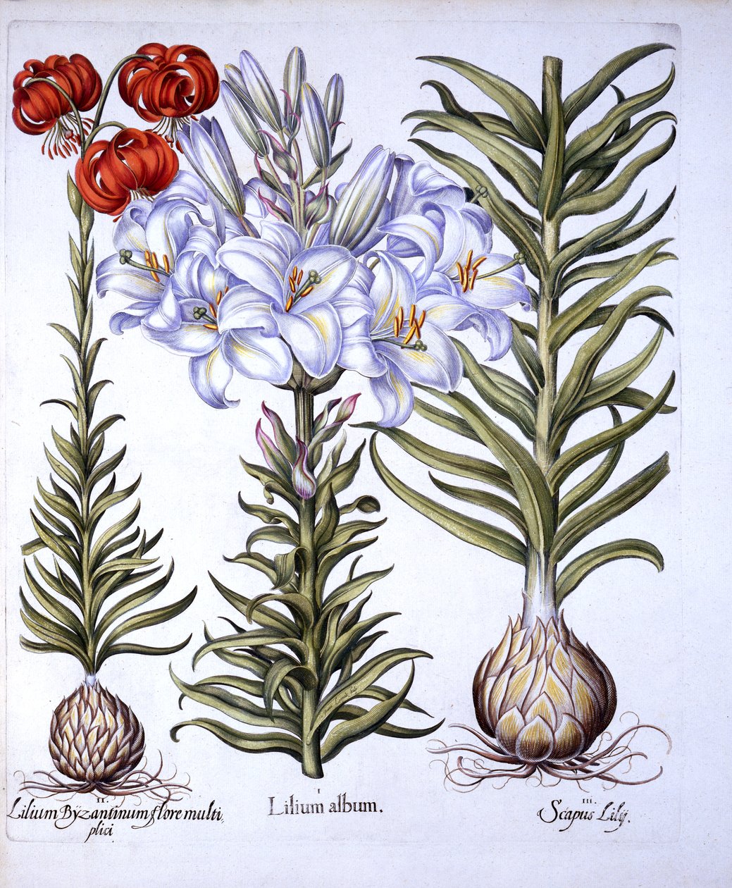 Lirio de Madonna y Bulbo, Martagón Rojo de Constantinopla, de Hortus Eystettensis, por Basil Besler, pub. 1613 de German School