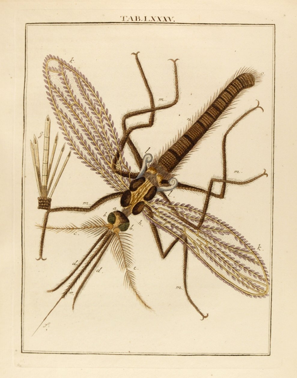 Mosquito magnificado, 1768 de German School