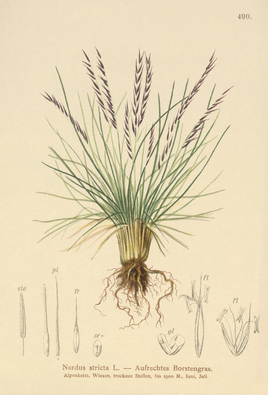 Nardus stricta de German School