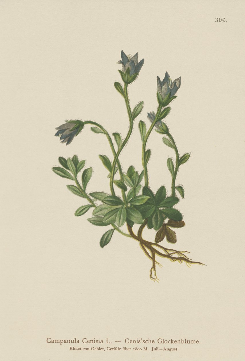 Campanilla del Monte Cenis (Campanula Cenisia) de German School