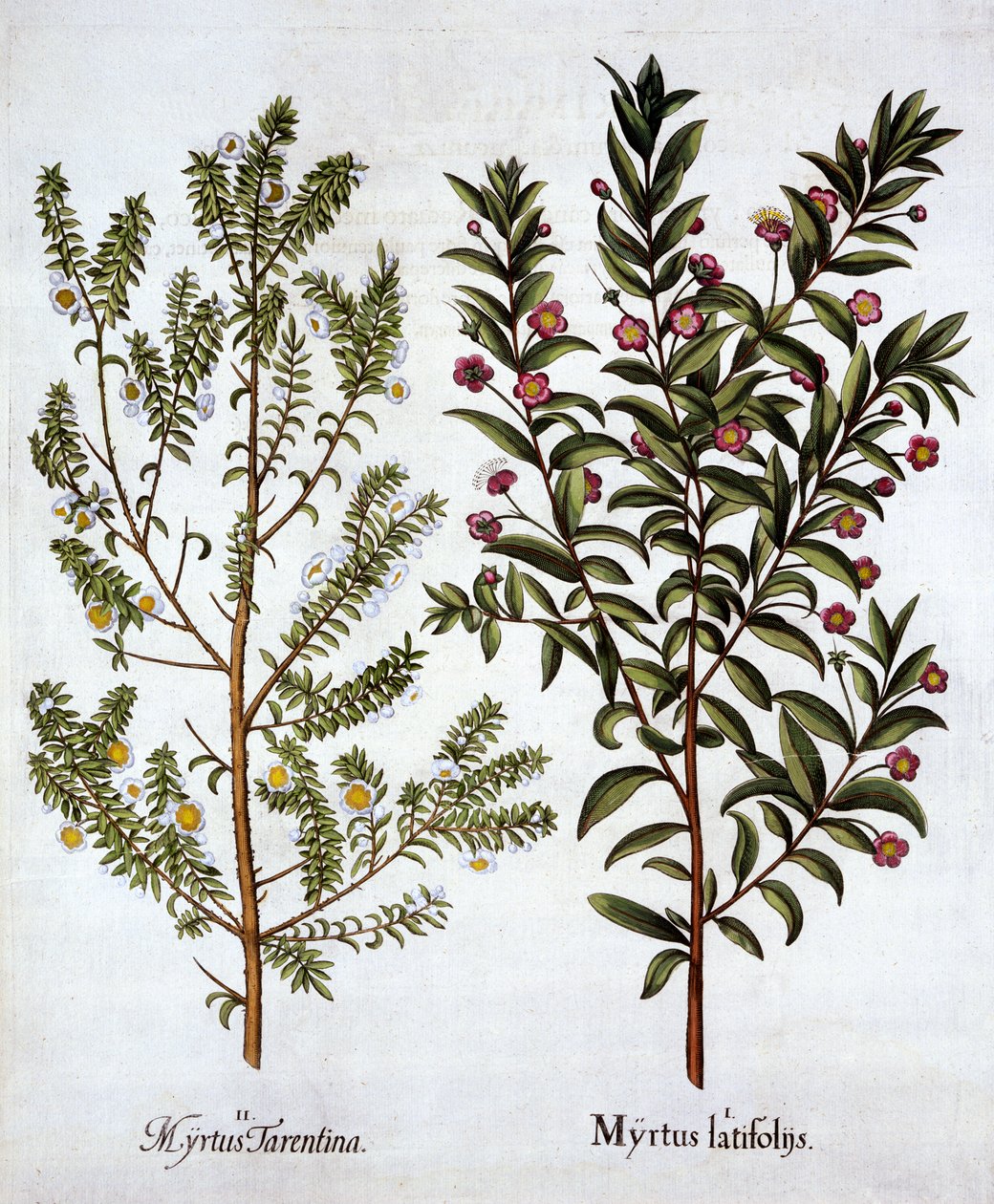 Variedades de mirto, de Hortus Eystettensis, por Basil Besler, pub. 1613 de German School