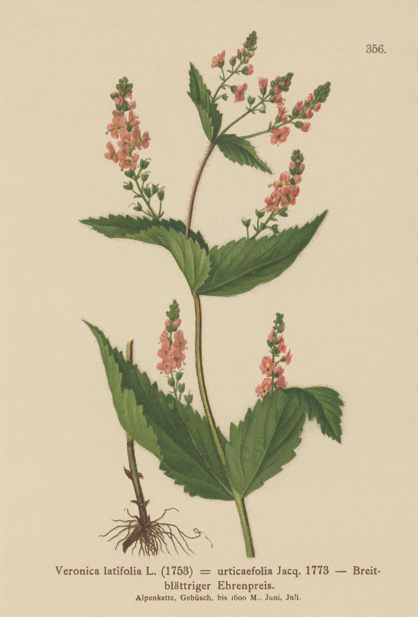 Verónica de hoja de ortiga (Veronica latifolia, Veronica urticaefolia) de German School
