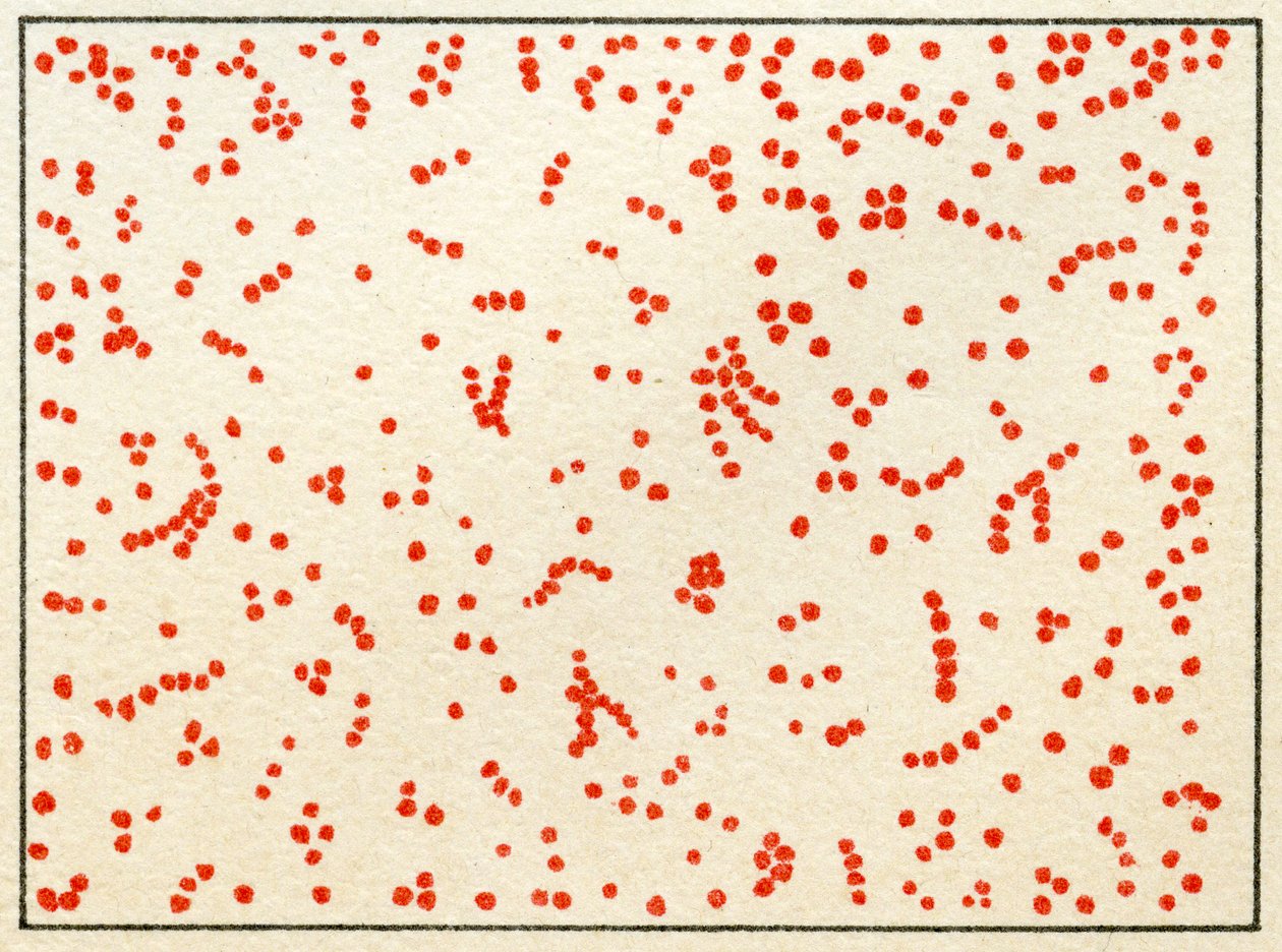 Muestra de bacterias de micrococo c.1890 de German School