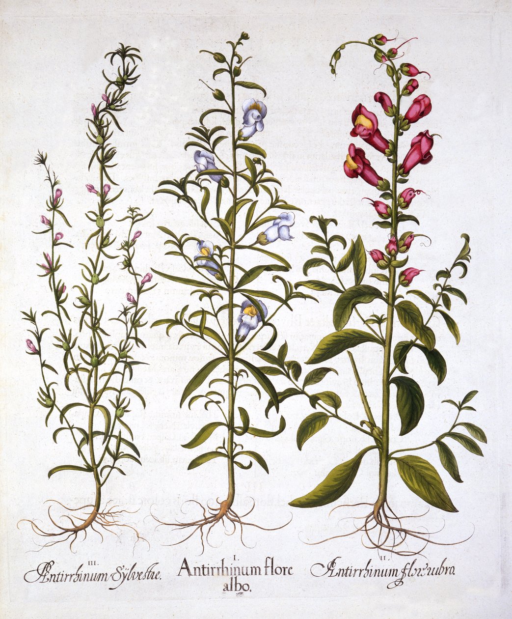 Boca de Dragón o Antirrinos, de Hortus Eystettensis, por Basil Besler, pub. 1613 de German School