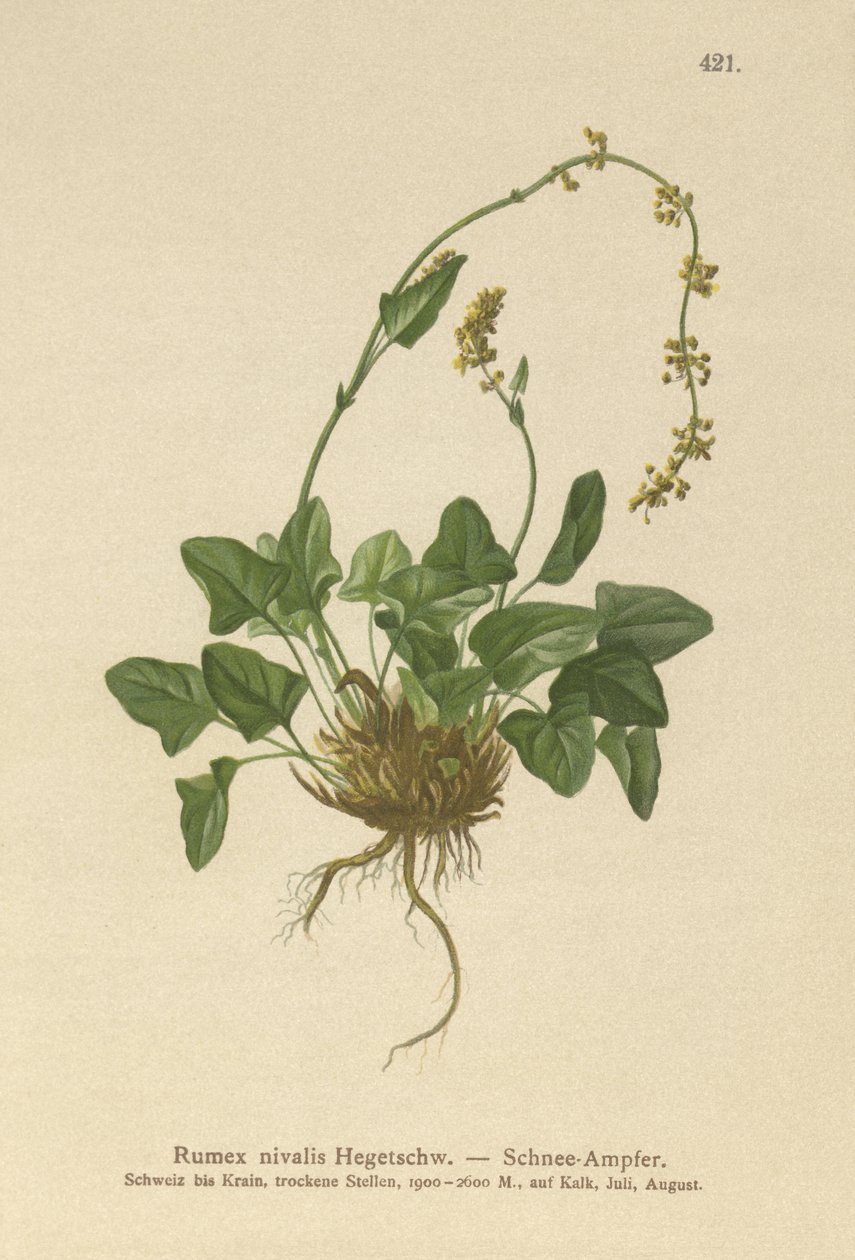 Acedera de nieve (Rumex nivalis) de German School