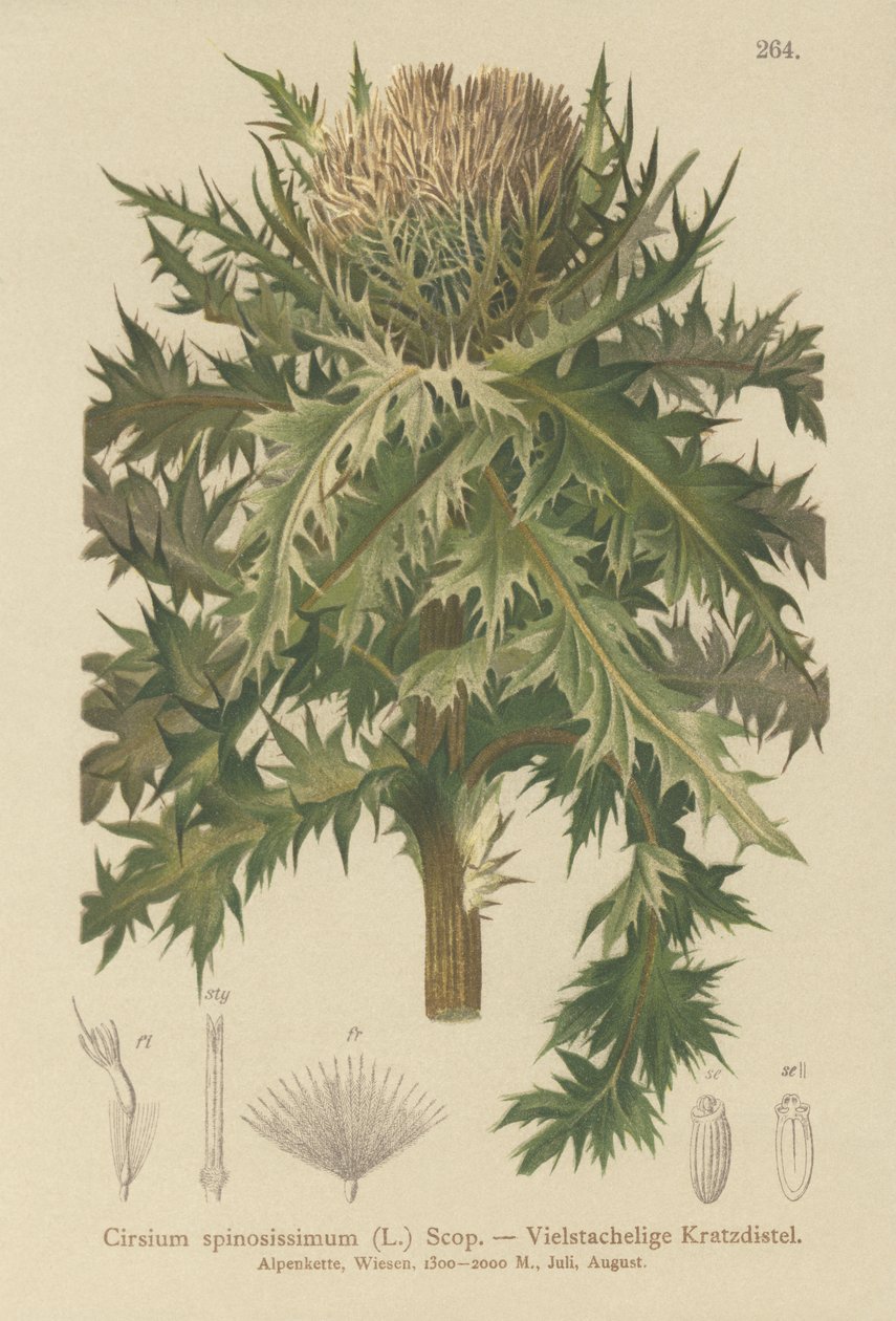 Cardo más espinoso (Cirsium spinosissimum) de German School