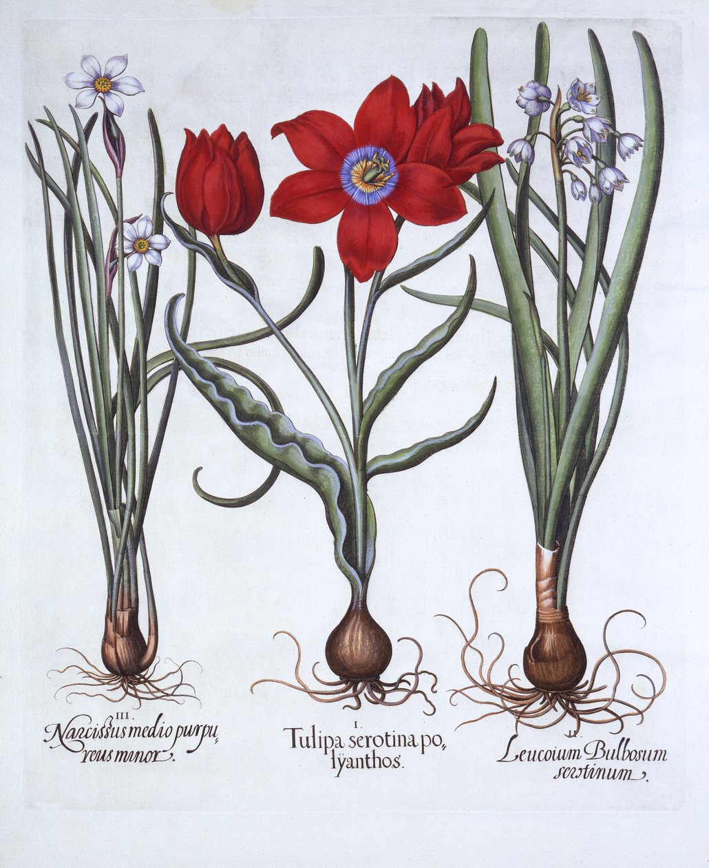 Tulipán, campanilla de primavera y narciso, de Hortus Eystettensis, por Basil Besler, pub. 1613 de German School
