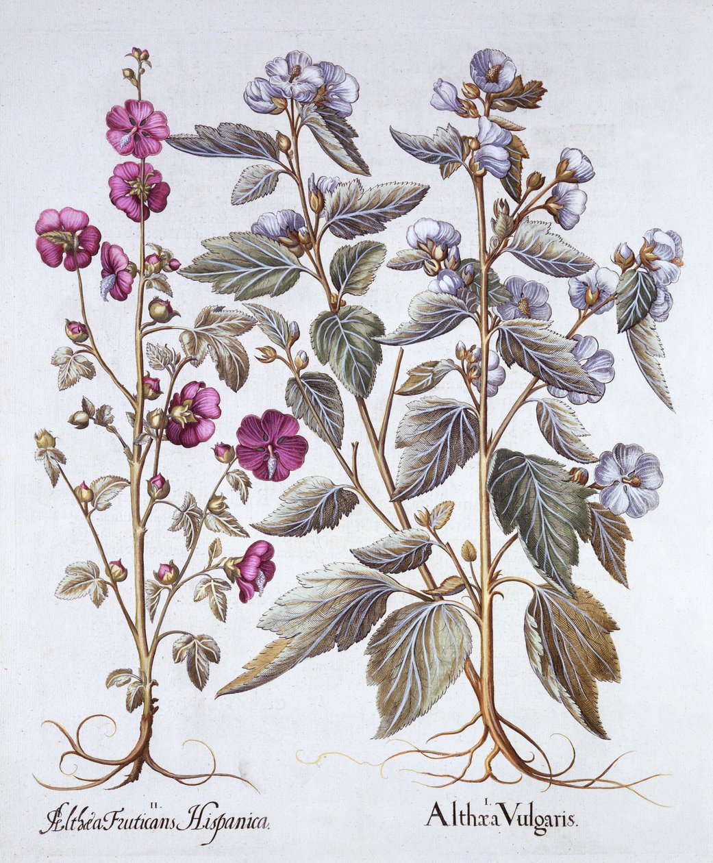Dos Variedades de Malva, de Hortus Eystettensis, por Basil Besler, pub. 1613 de German School
