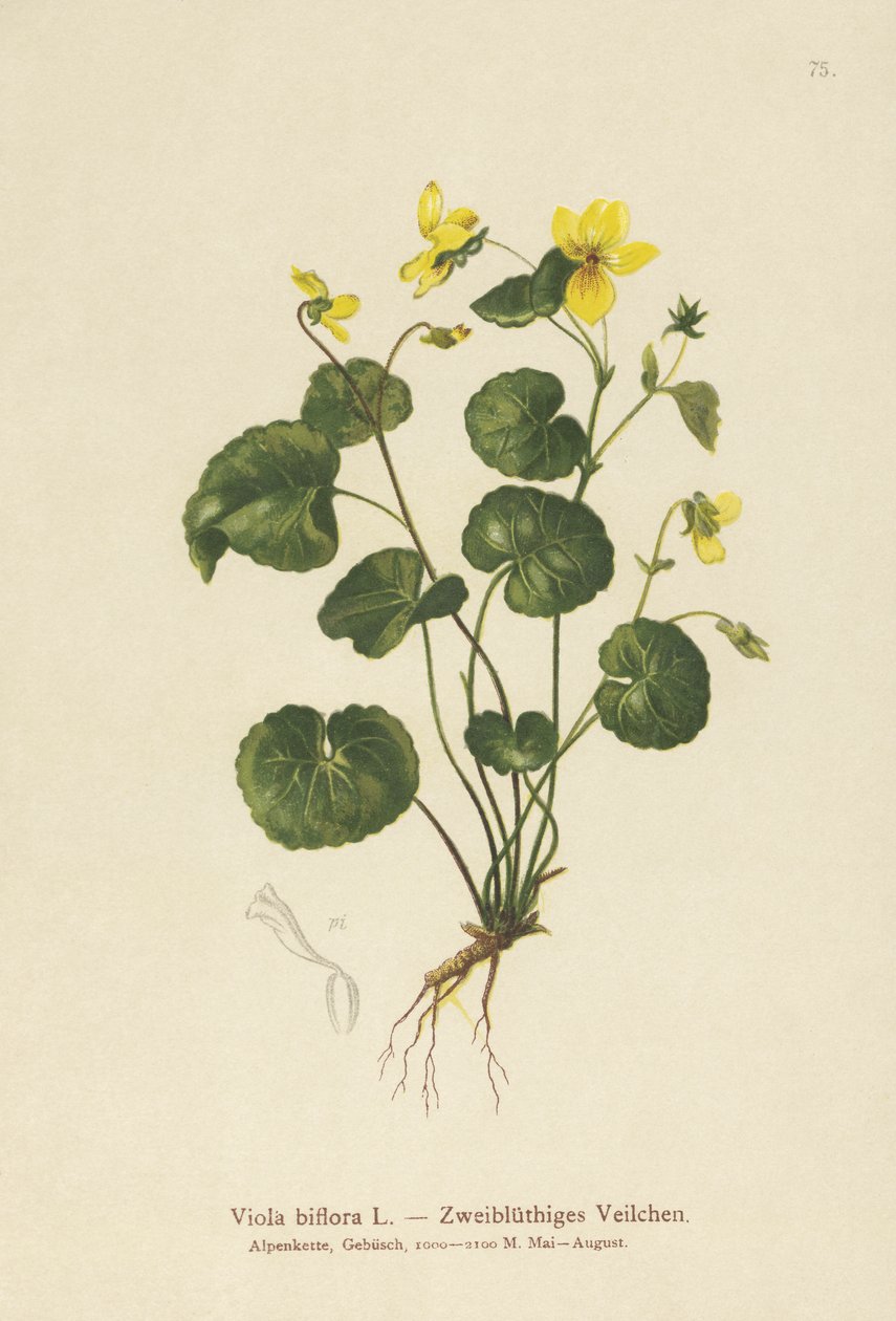 Violeta de dos flores de German School