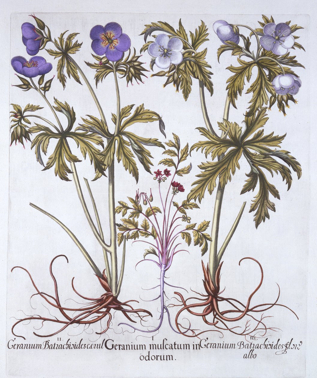Variaciones de Geranio, de Hortus Eystettensis, por Basil Besler, pub. 1613 de German School