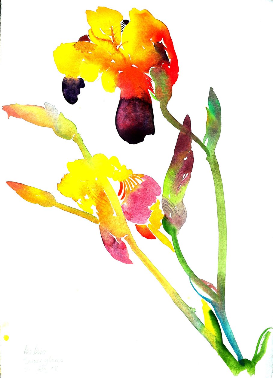 Iris amarillos de Simon Fletcher