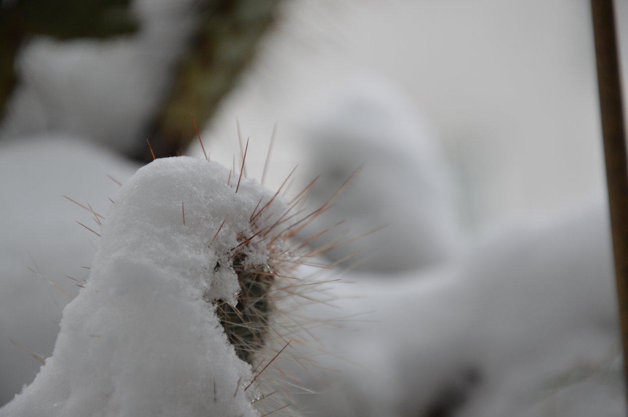 Cactus en invierno de Detlef Georgi
