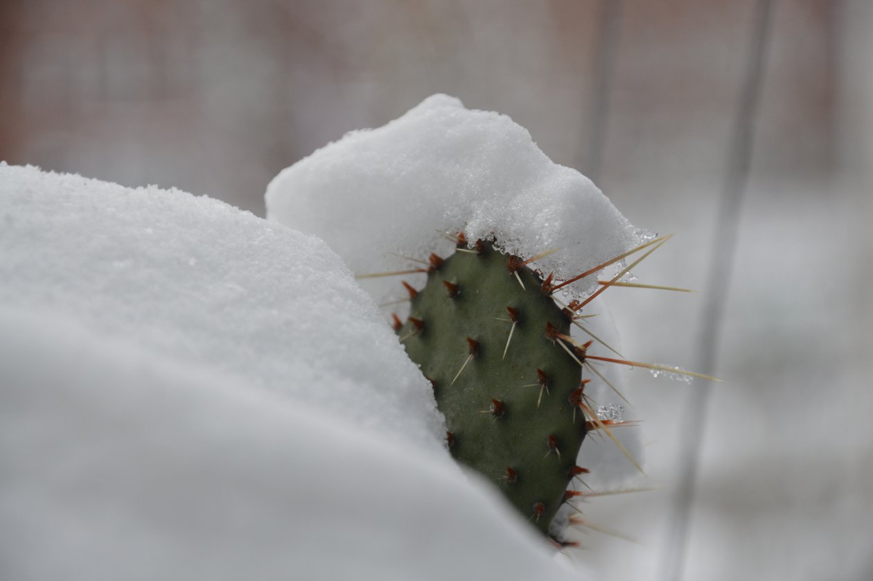 Cactus en invierno II de Detlef Georgi