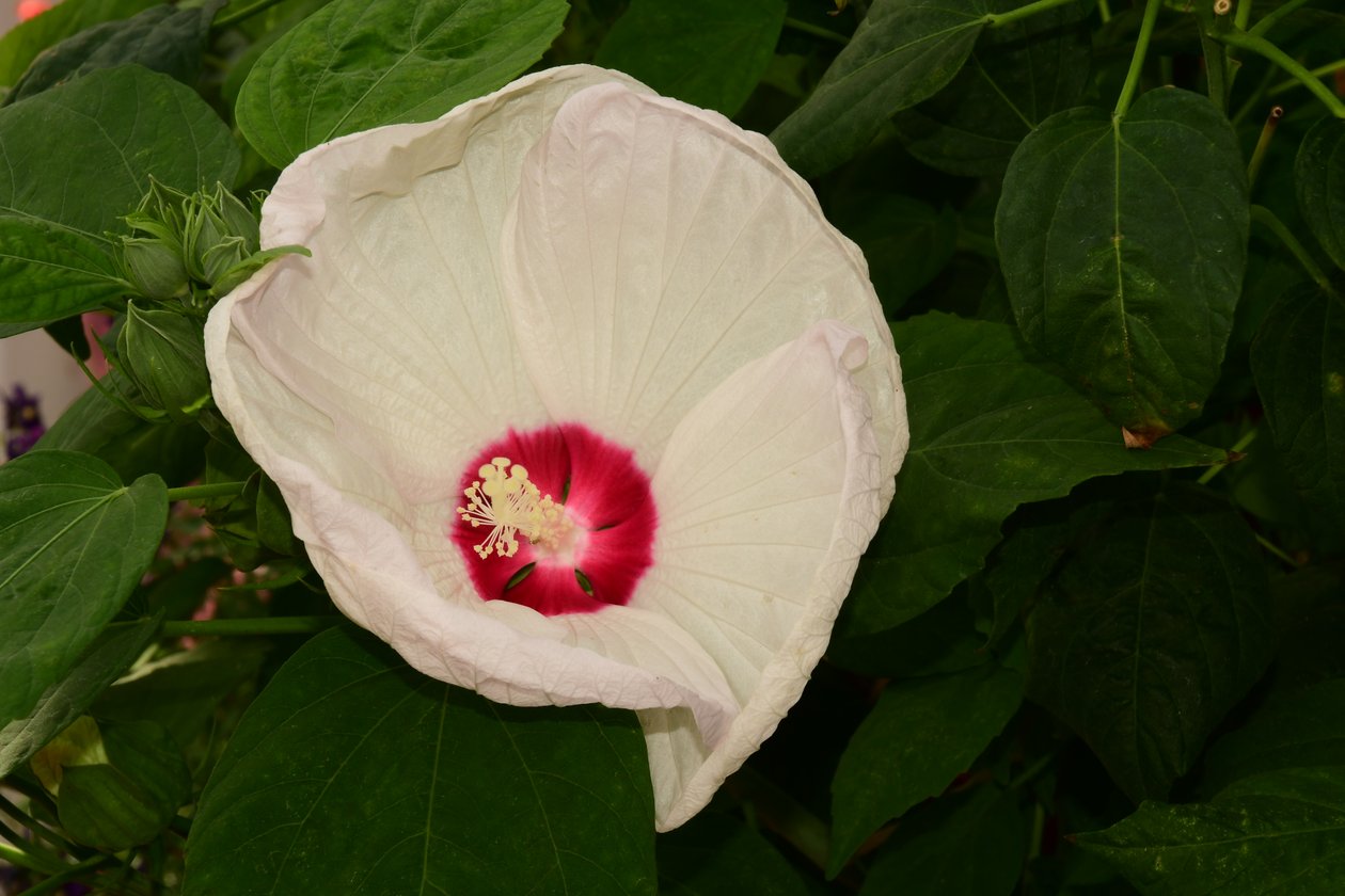 Rosas fotografiadas sobre un fondo suave, natural y artístico. de Albert Mansour