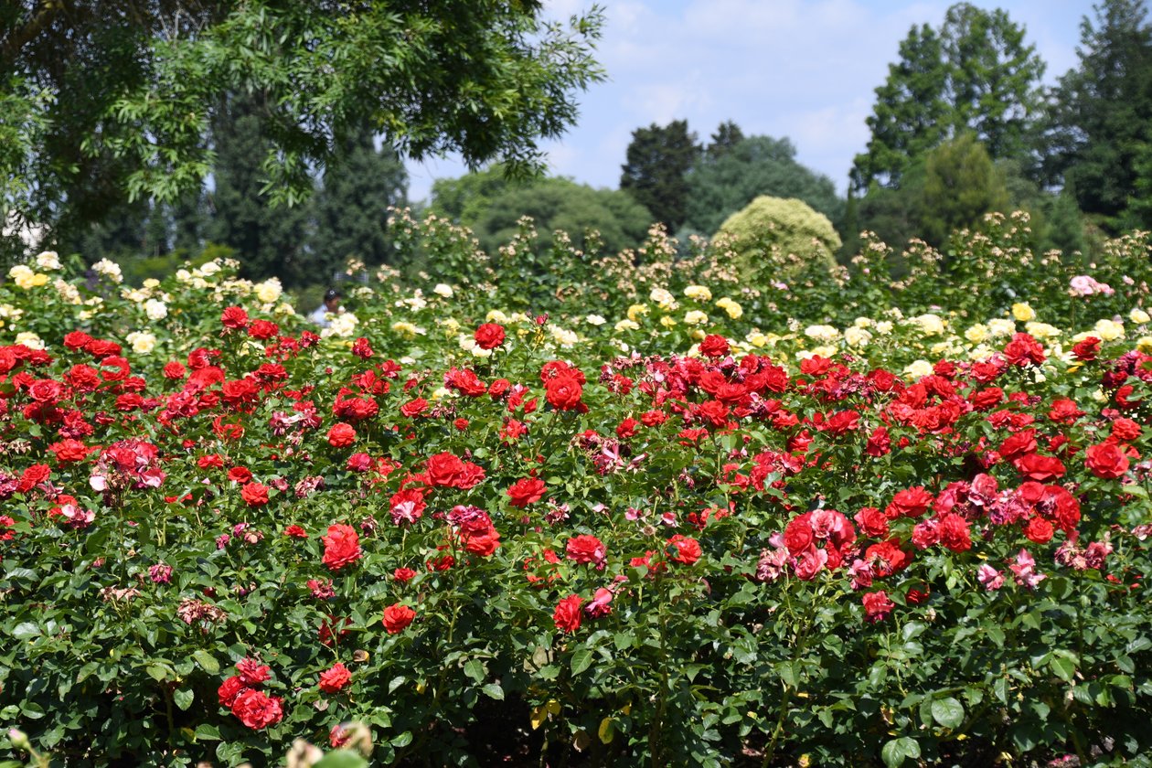Arte floral al óleo de Albert Mansour