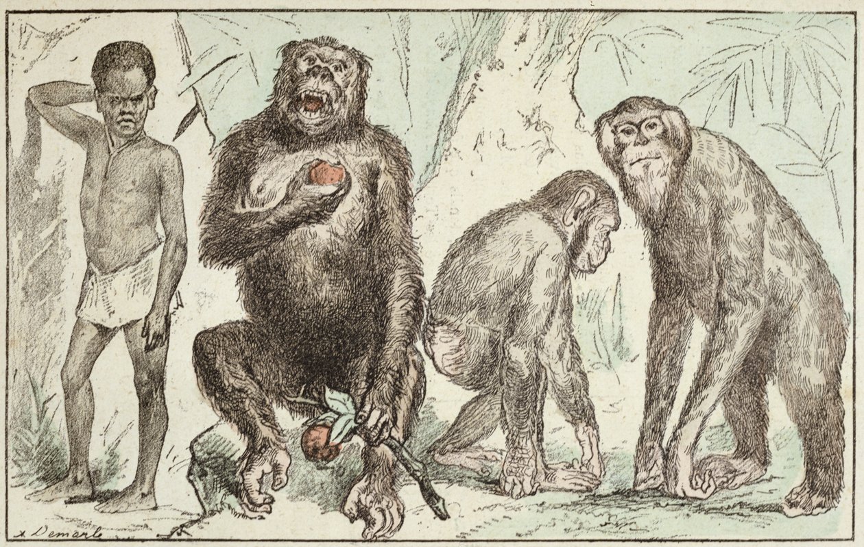 Evolución del hombre a partir de los mamíferos, de 