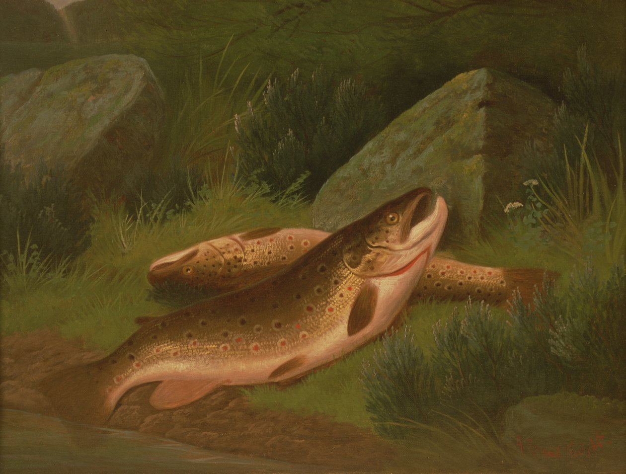 Trucha marrón de A. Roland Knight