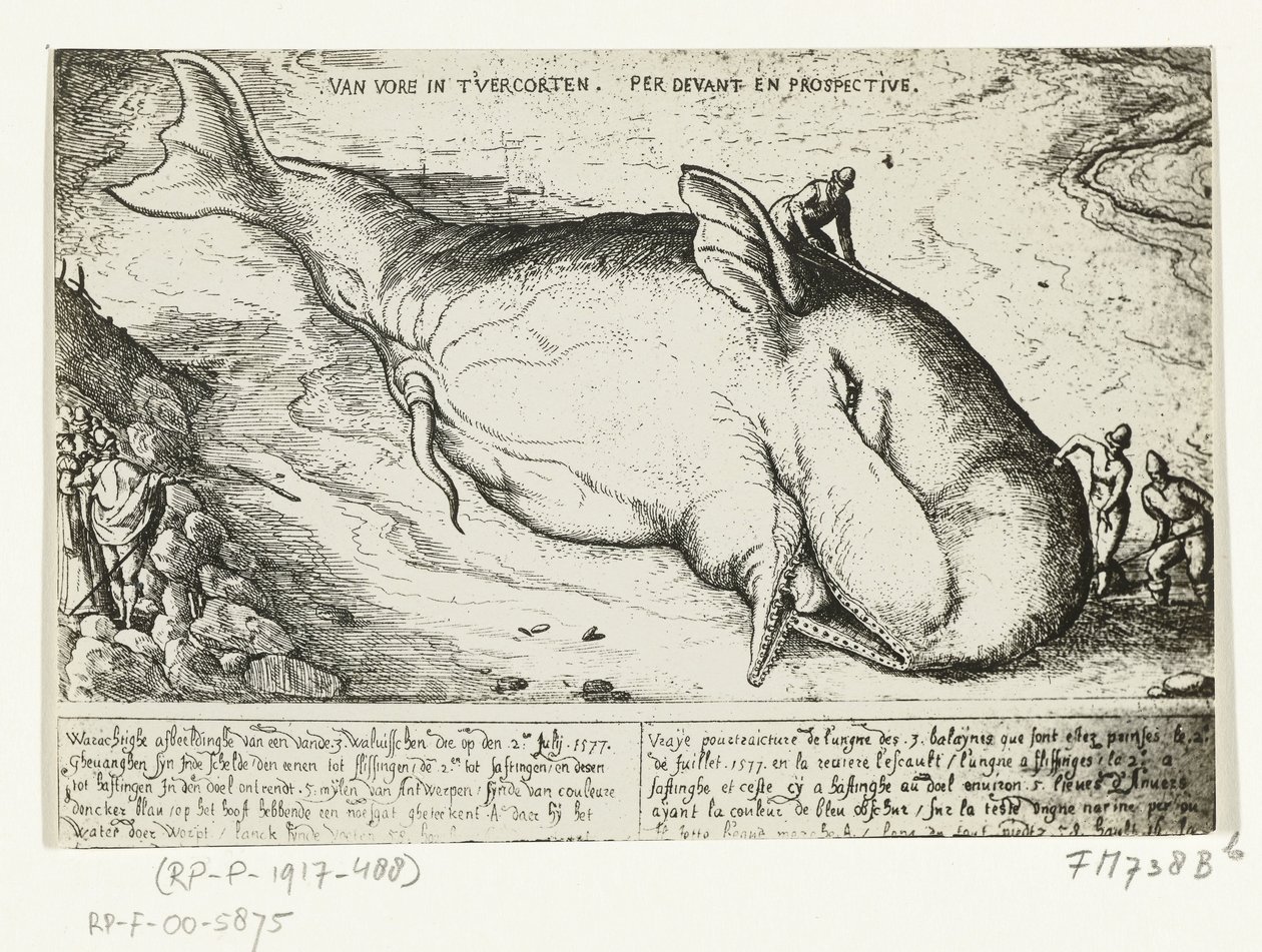 Impresión de la ballena varada cerca de Amberes, 2 de julio de 1577 de A.B. van Deinse