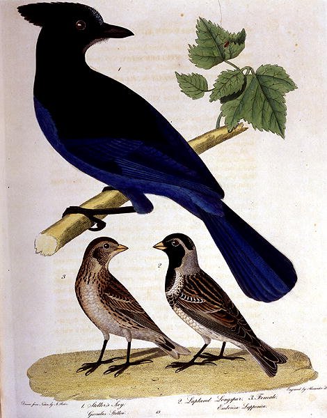 Arrendajo de Steller y escribano lapón, grabado por Alexander Lanson de A. (after) Rider