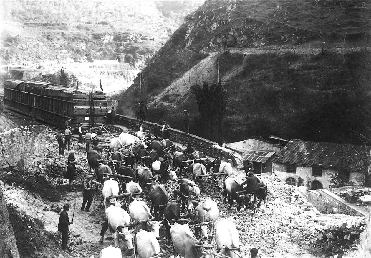 Numerosos bueyes transportan un enorme convoy de mármol, recién bajado al valle desde una cantera Apuana de A. Corsini