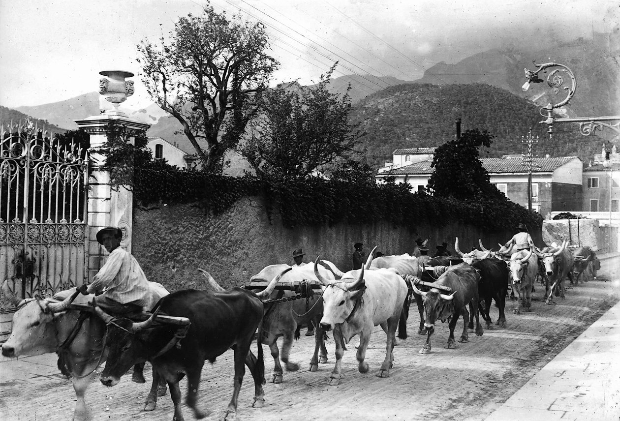 Algunos bueyes utilizados para el transporte de mármol desde las canteras de Apuan son hechos caminar por una carretera en Carrara (foto en b/n) de A. Corsini