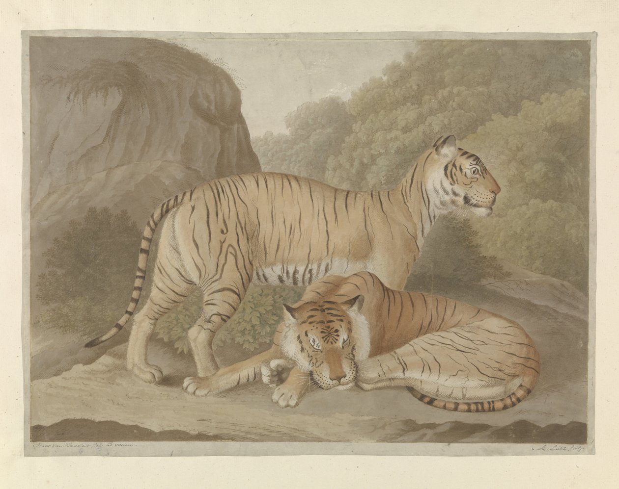Dos tigres en un paisaje de A. Lutz