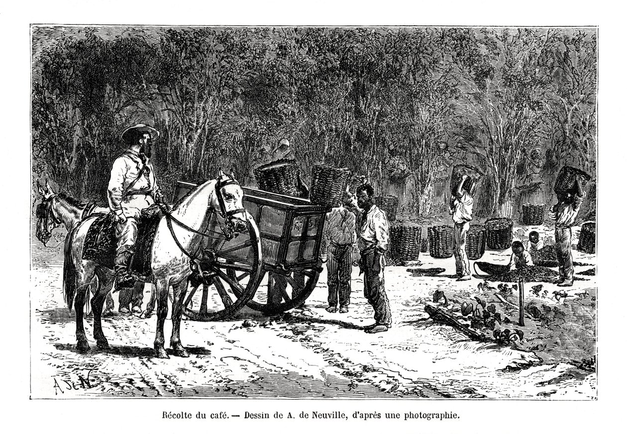 Cosecha del café, Brasil, siglo XIX de A. de Neuville