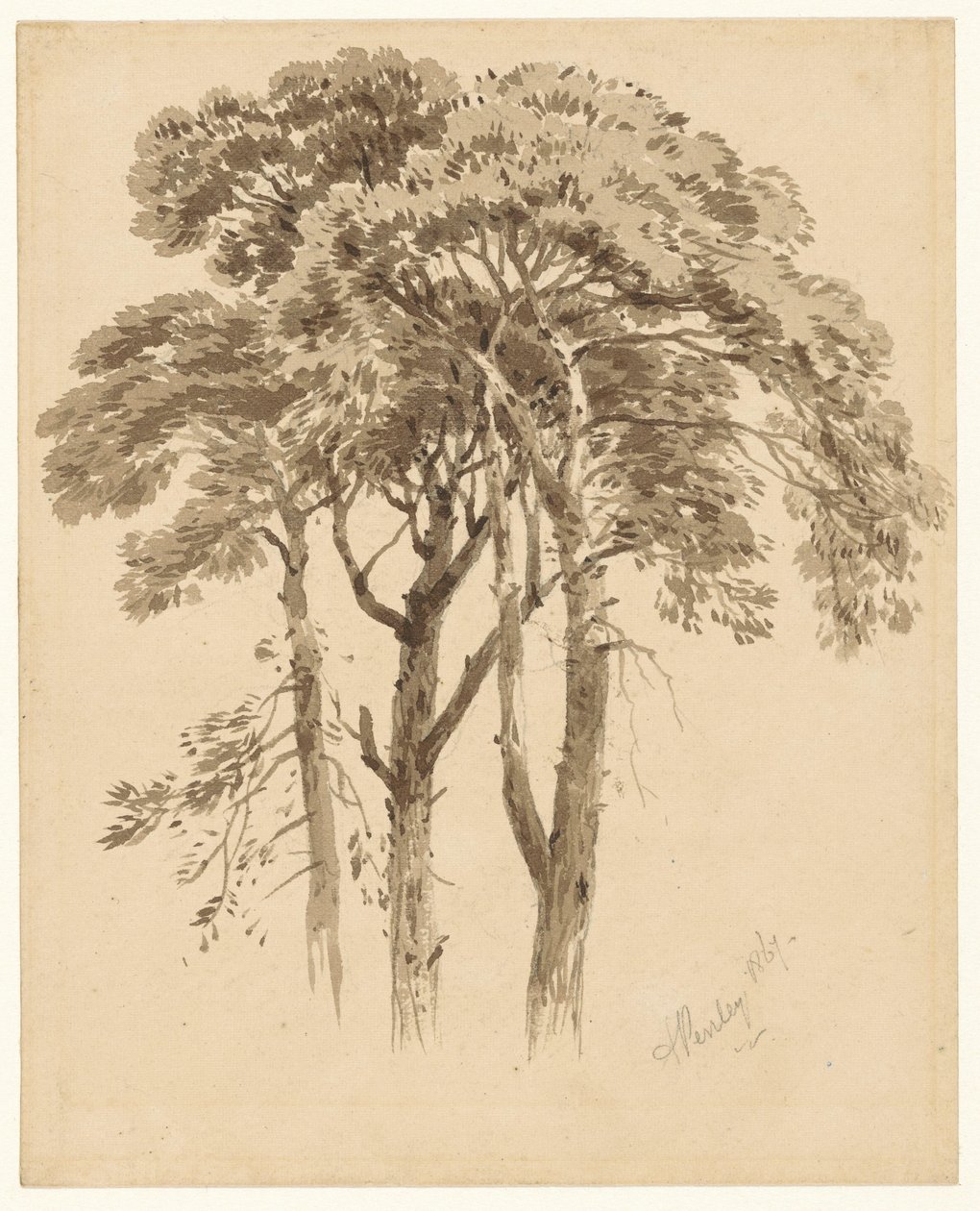 Estudio de tres pinos de Aaron Edwin Penley