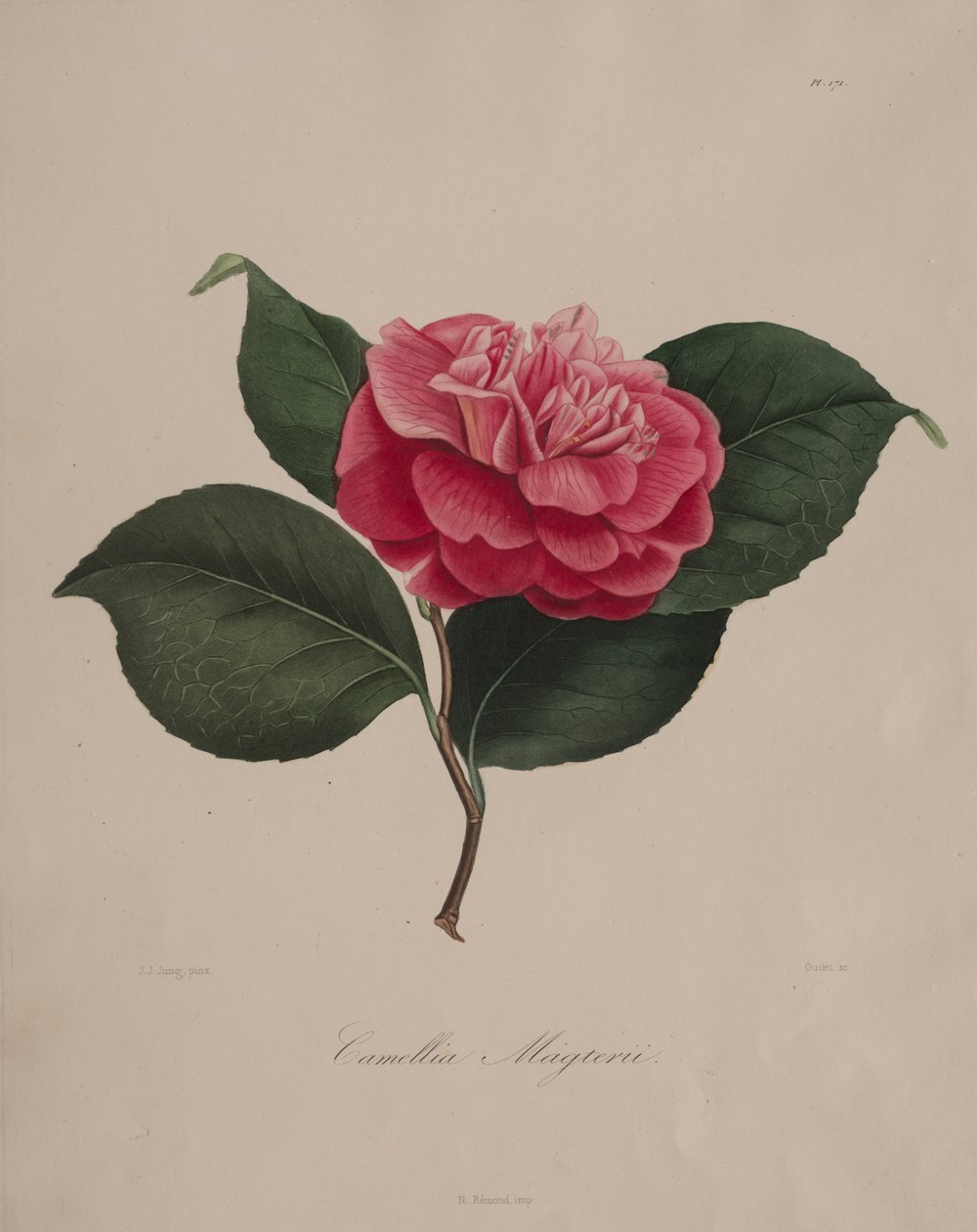 Iconografía del género camelia: No. 171 de Abbé Laurent Berlèse