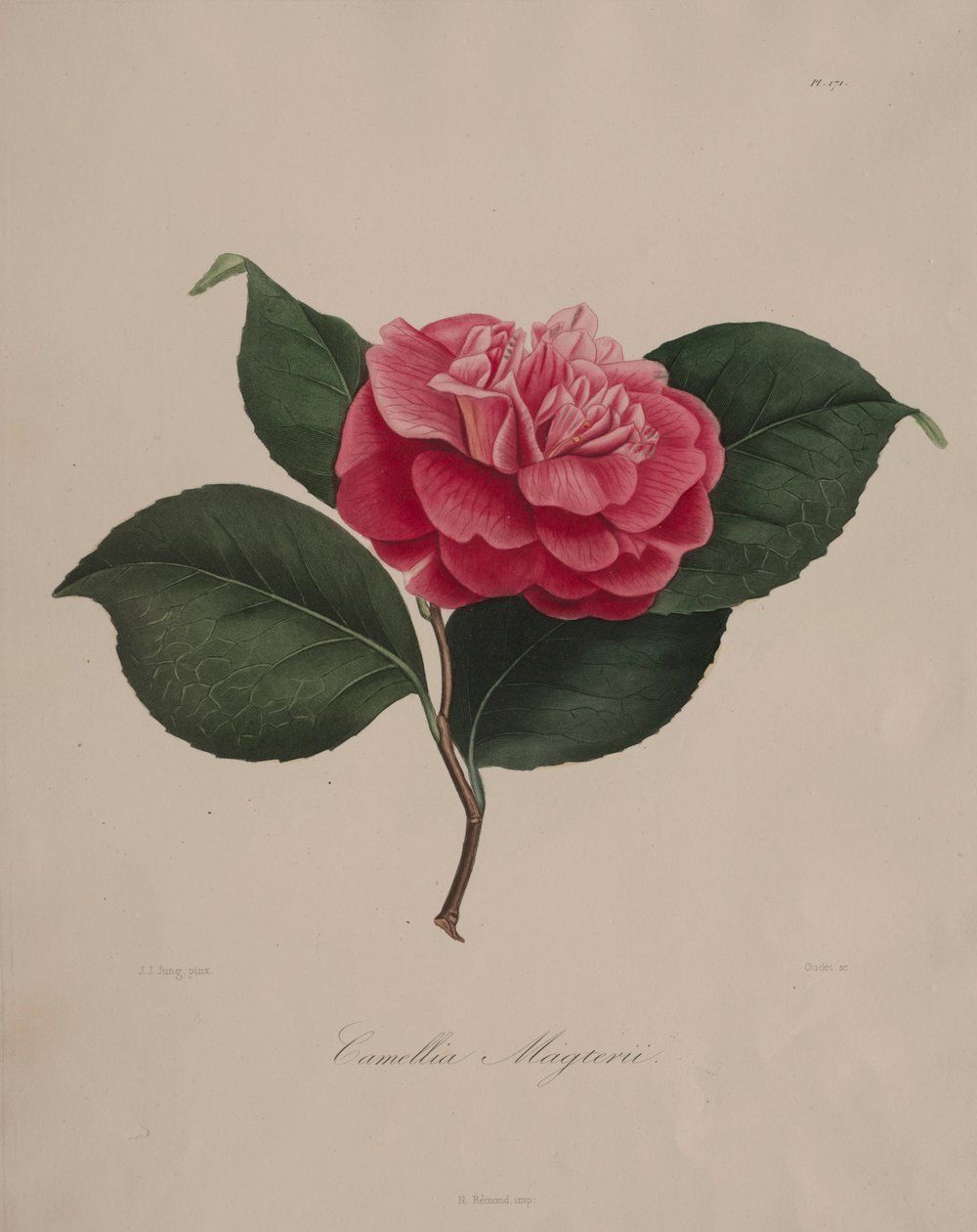 Iconographie du genre camellia: No. 171, 1839-1843 de Abbé Laurent Berlèse