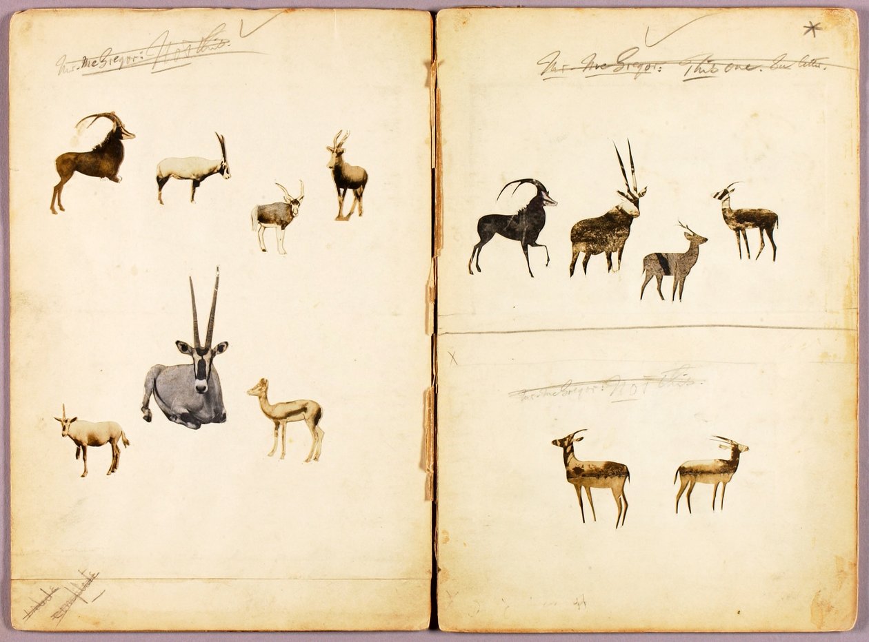 Antílopes, carpeta de estudio para el libro La ocultación de la coloración en el reino animal de Abbott Handerson Thayer