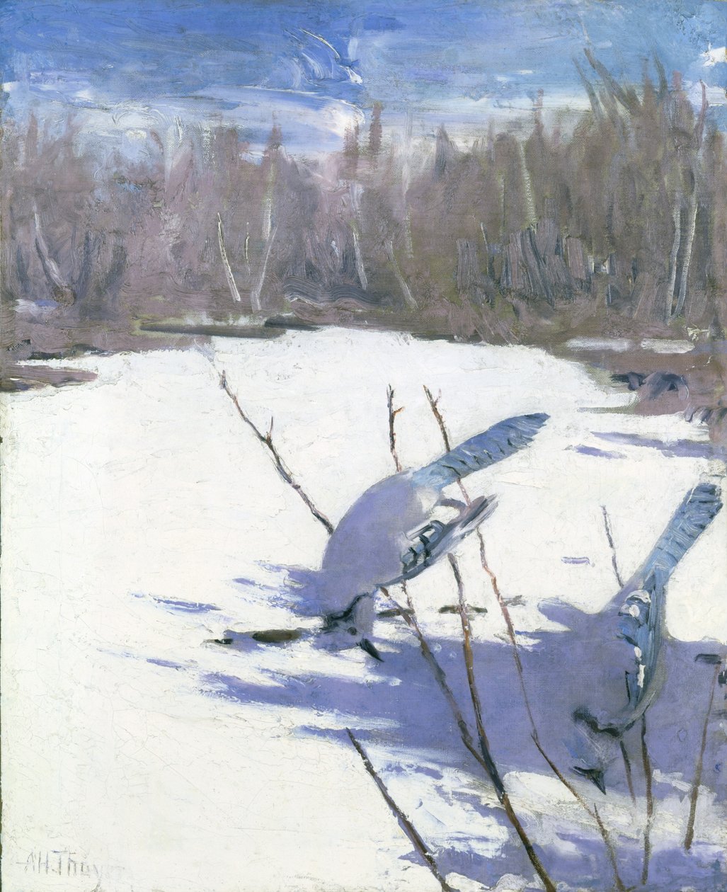 Blue Jays in Winter, estudio para el libro Concealing Coloration in the Animal Kingdom de Abbott Handerson Thayer