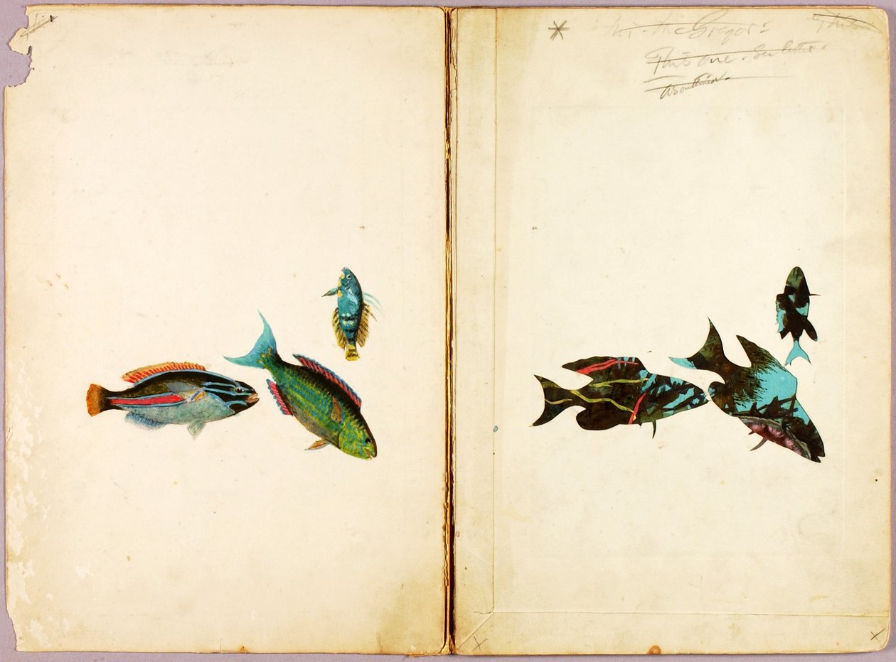 PECES, carpeta de estudios para el libro Concealing Coloration in the Animal Kingdom de Abbott Handerson Thayer