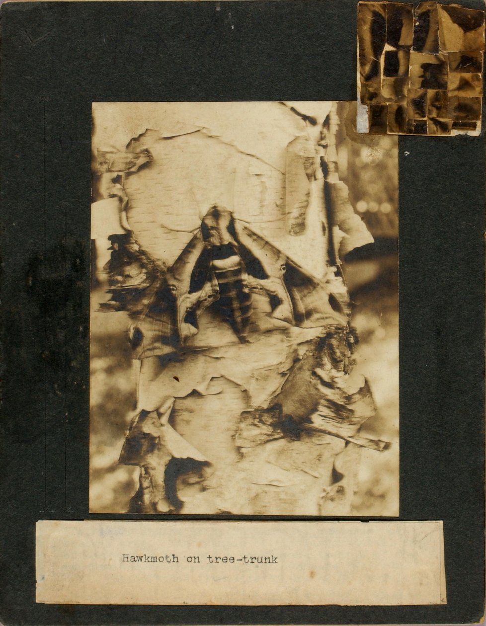 Polilla halcón posada en el tronco de un árbol, carpeta de estudio para el libro «La coloración camuflaje en el reino animal» de Abbott Handerson Thayer