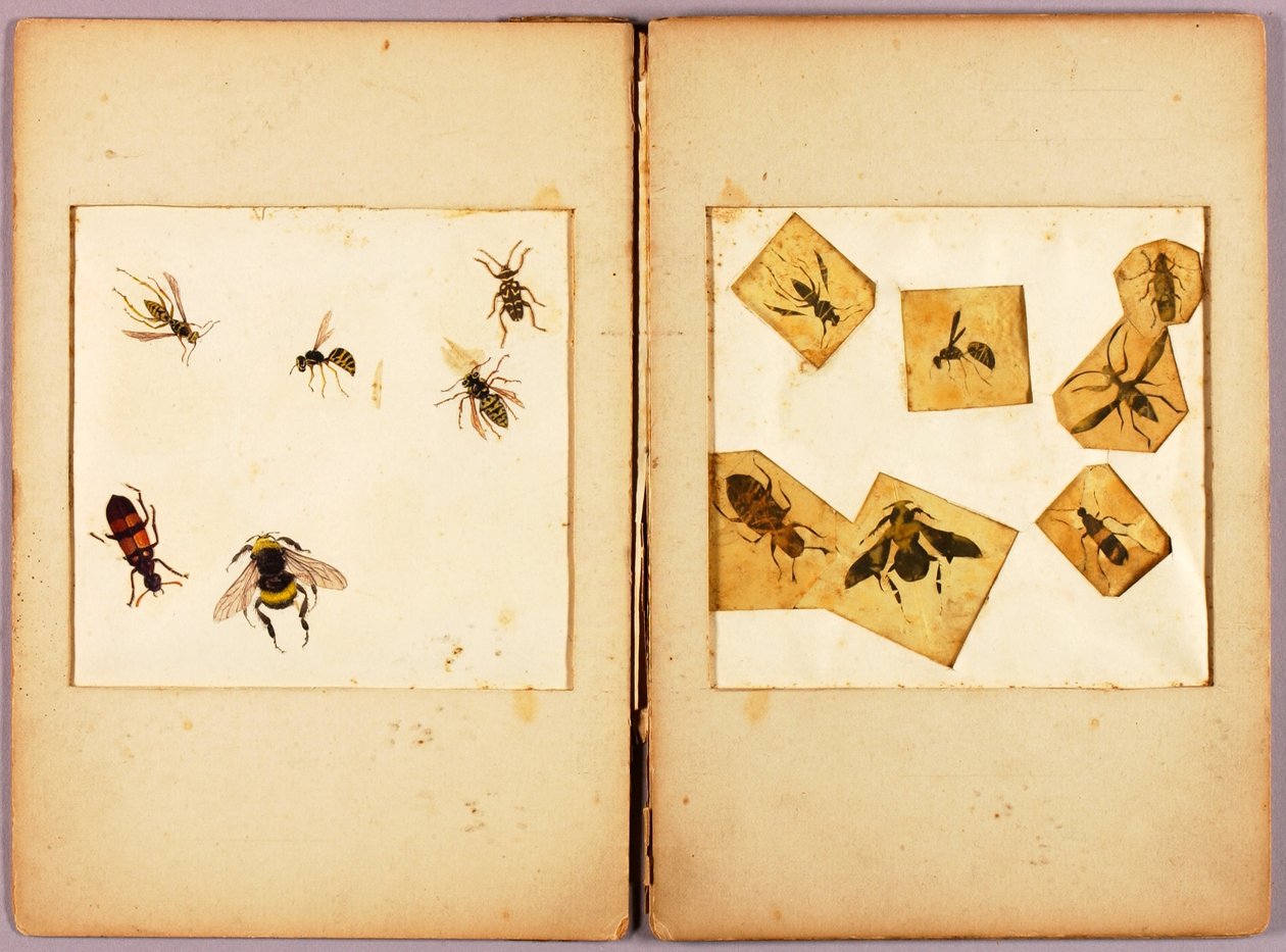 INSEKTEN--Farbig (Beste Hummeln...), Studienmappe für das Buch Concealing Coloration in the Animal Kingdom de Abbott Handerson Thayer