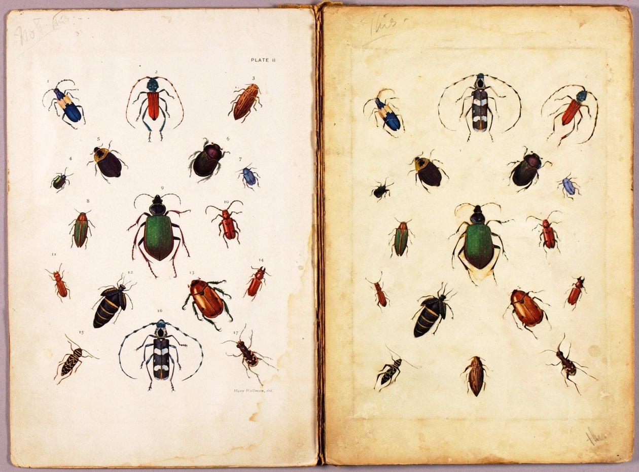 INSECTOS: escarabajos de colores, paisaje, carpeta de estudio para el libro «La camuflaje en el reino animal» de Abbott Handerson Thayer