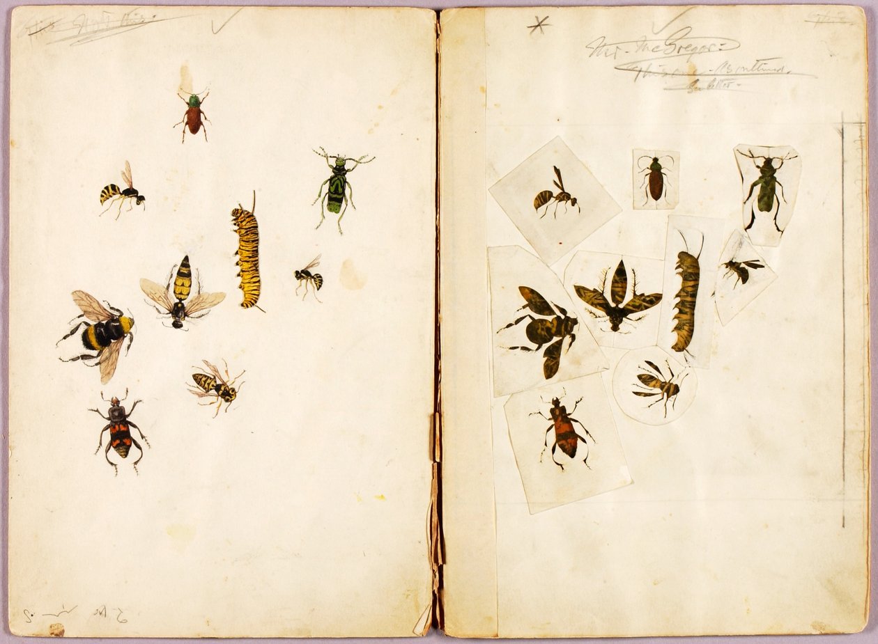 Insectos - coloreados, carpeta de estudios para el libro Concealing Coloration in the Animal Kingdom de Abbott Handerson Thayer