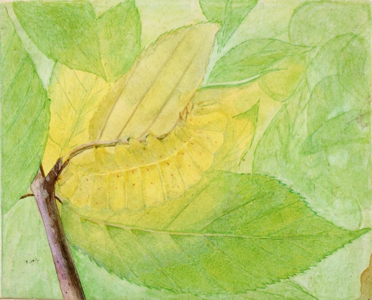Oruga lunar, estudio para el libro La coloración oculta en el reino animal de Abbott Handerson Thayer