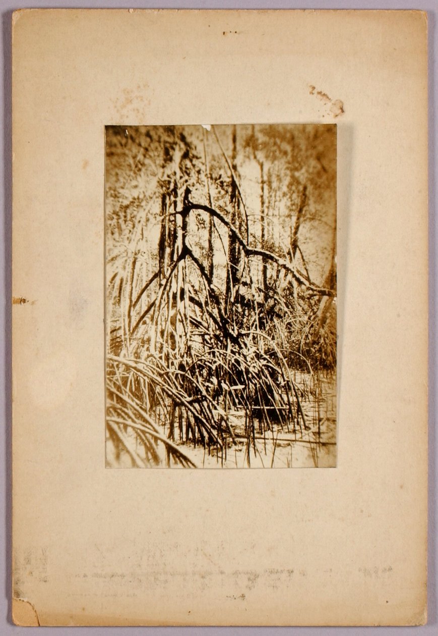 Foto de una marisma, carpeta de estudio para el libro La ocultación de la coloración en el reino animal de Abbott Handerson Thayer