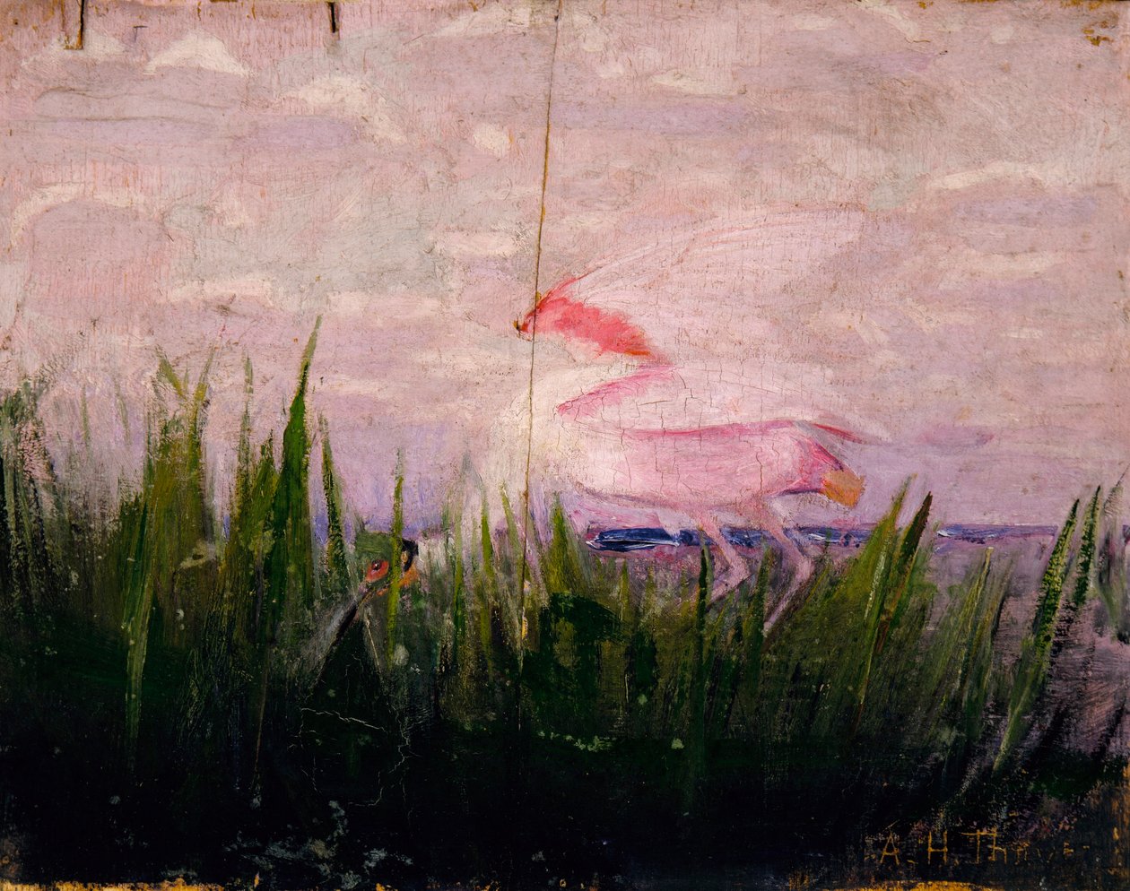 Espátula rosada, estudio para el libro La coloración oculta en el reino animal de Abbott Handerson Thayer