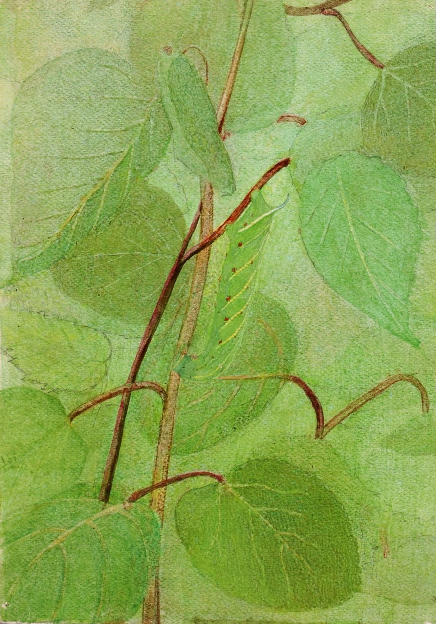Oruga esfinge, estudio para el libro La coloración oculta en el reino animal de Abbott Handerson Thayer