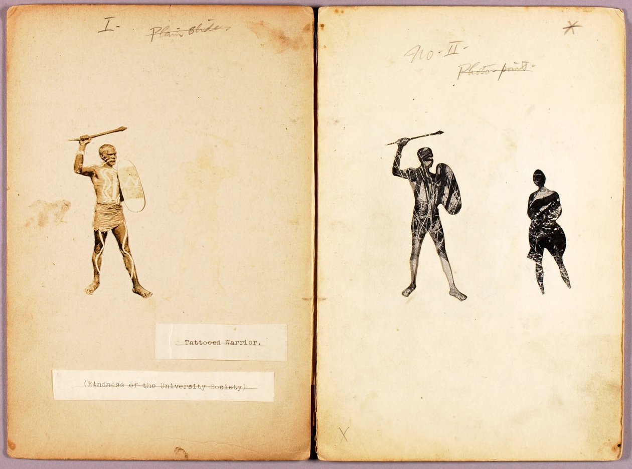 Tatuaje--Single Warrior, carpeta de estudio para el libro Ocultación de la coloración en el reino animal de Abbott Handerson Thayer