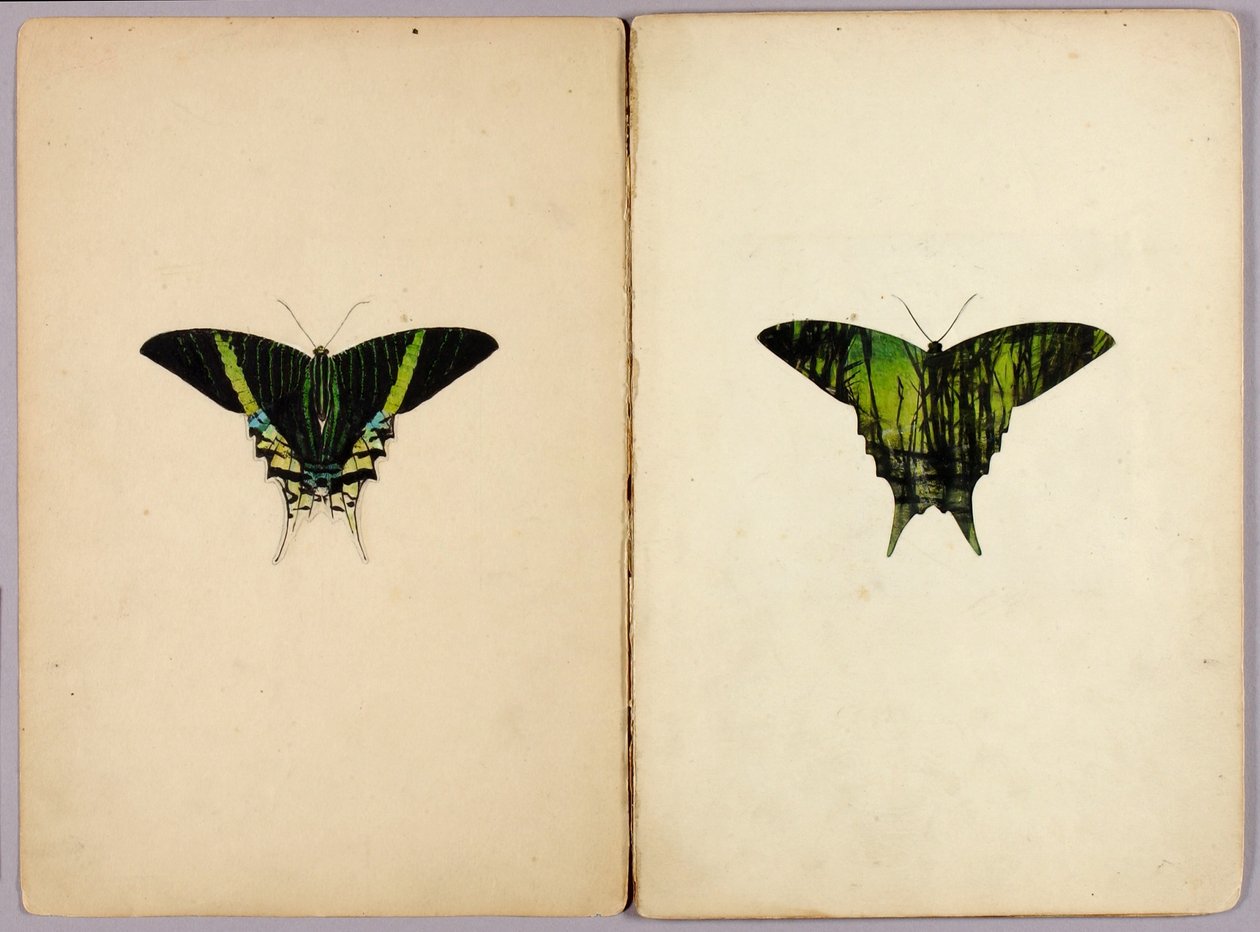 Polilla urania, carpeta de estudios para el libro «Coloración protectora en el reino animal» de Abbott Handerson Thayer