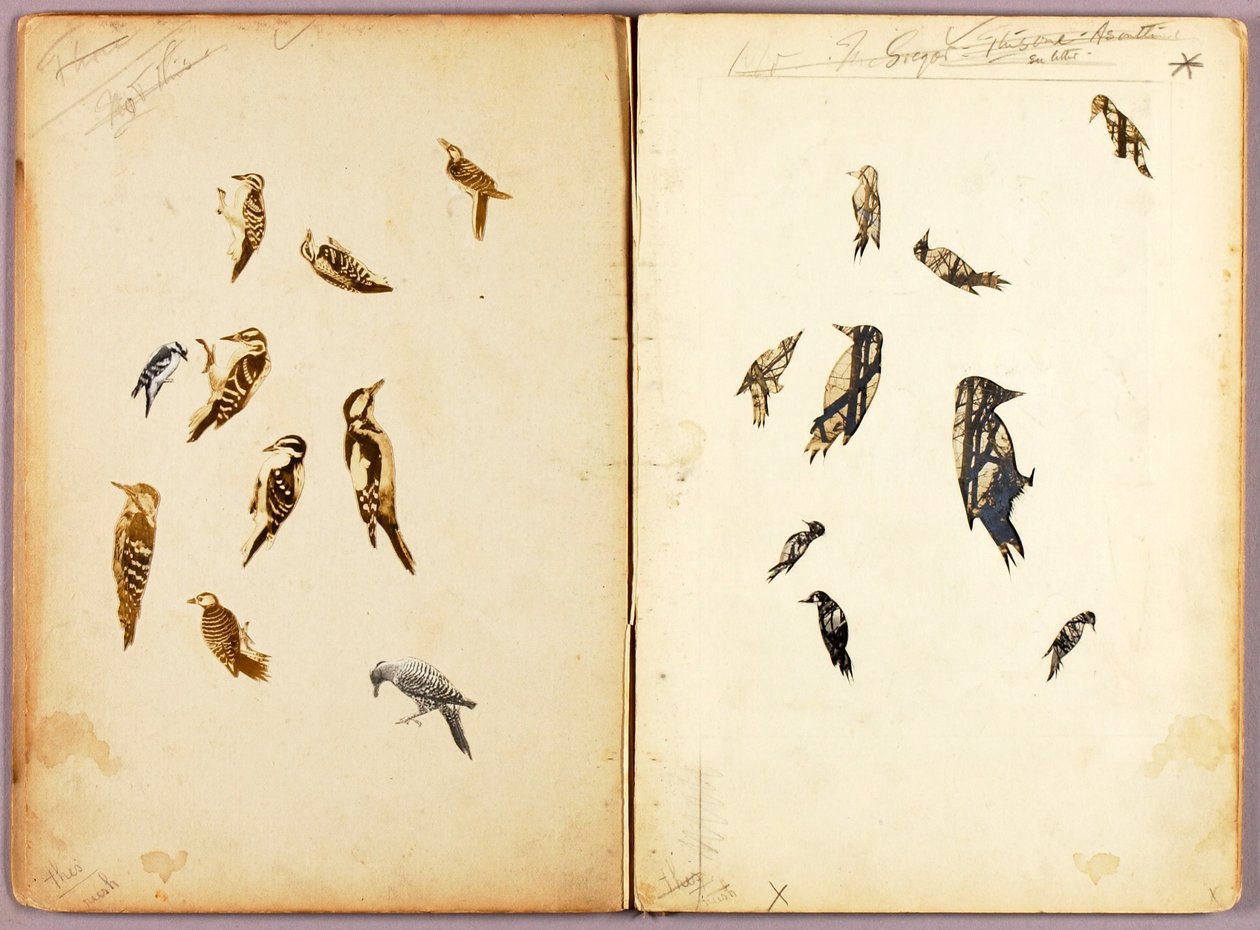 Pájaro carpintero, carpeta de estudios para el libro Coloración protectora en el reino animal de Abbott Handerson Thayer